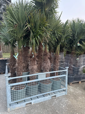 1 TRONC / POT 90L - HAUTEUR 200/250CM - TR. 100/120CM