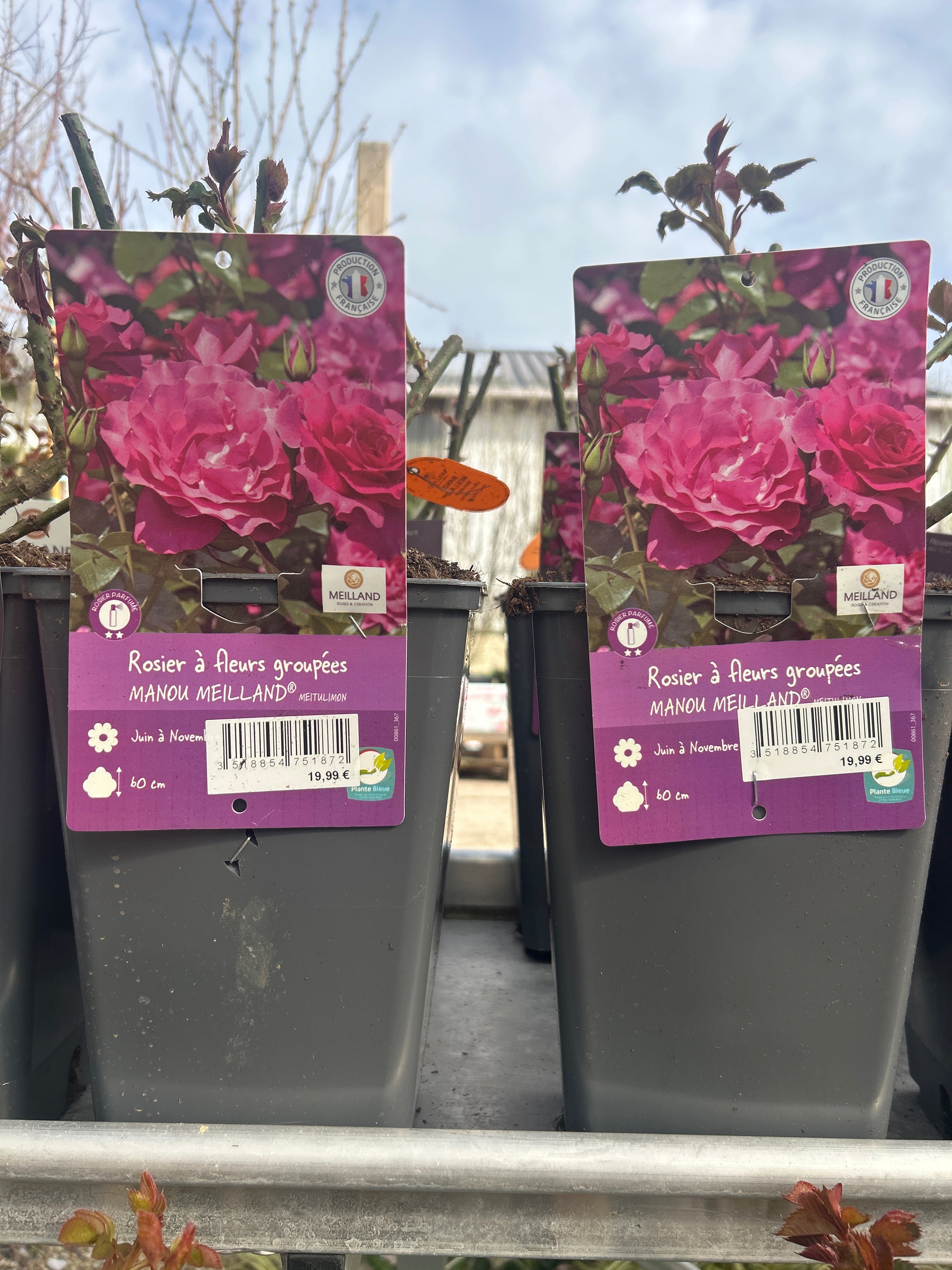 Rosier Manou Meilland Rosa x Floribunda Lie De Vin