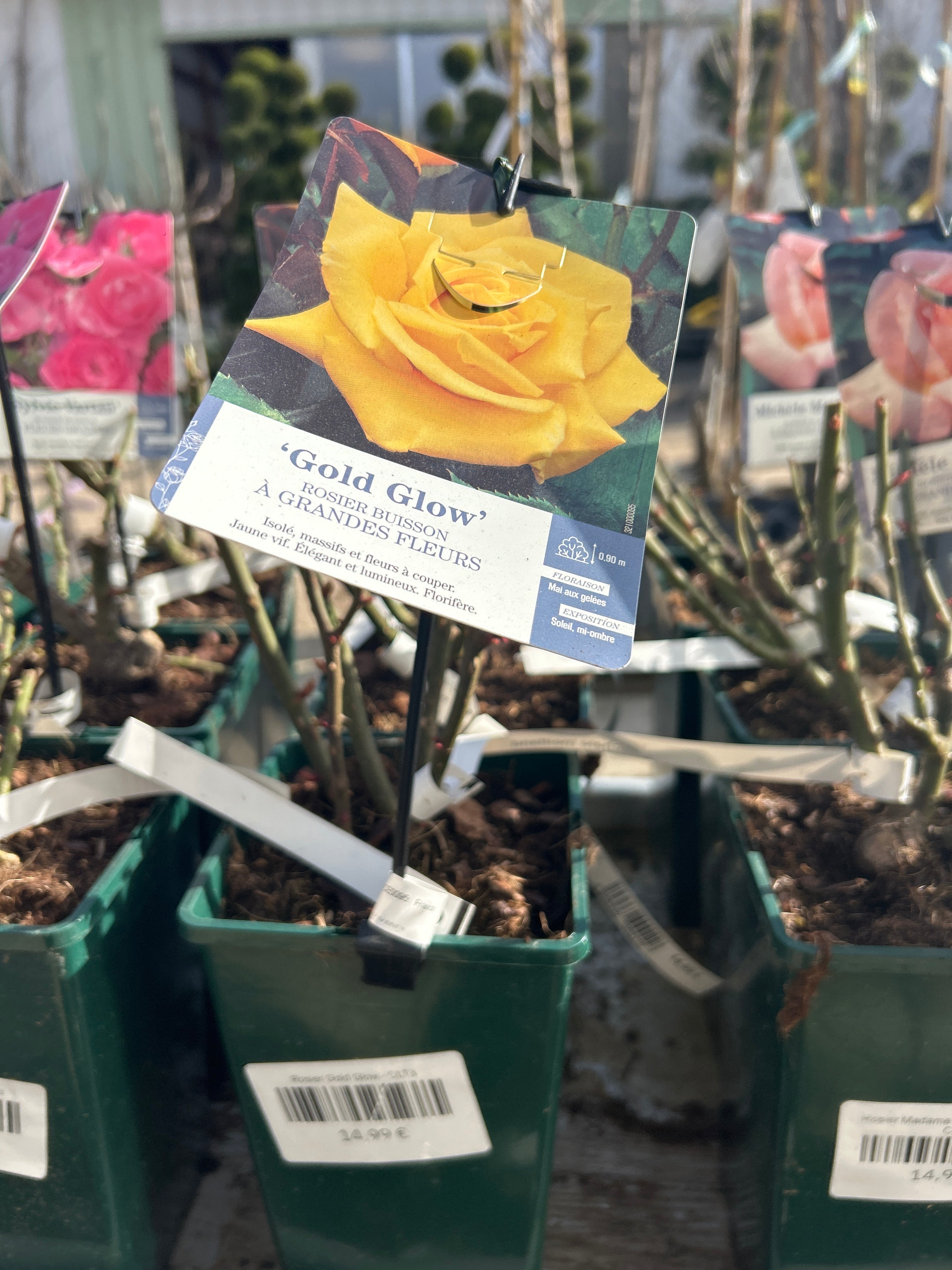 Rosier Gold Glow