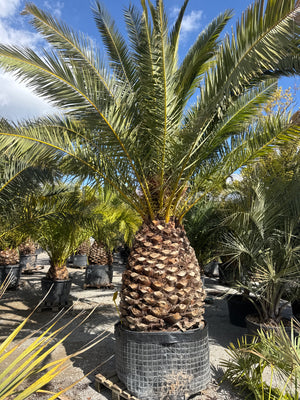 SUJET 130CM DE TRONC - HAUTEUR 300/400CM