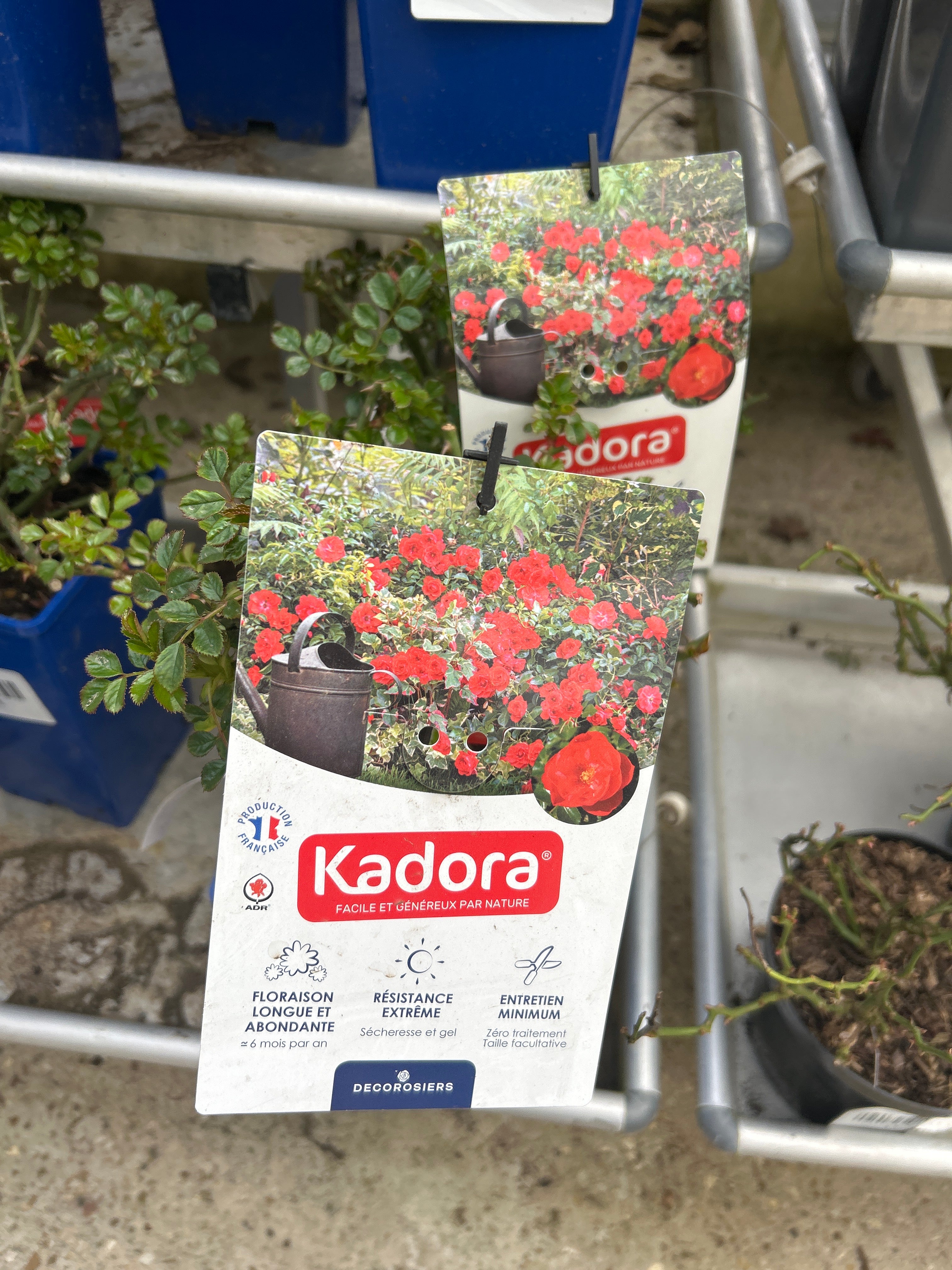 Rosier Kadora Rouge Semi Double