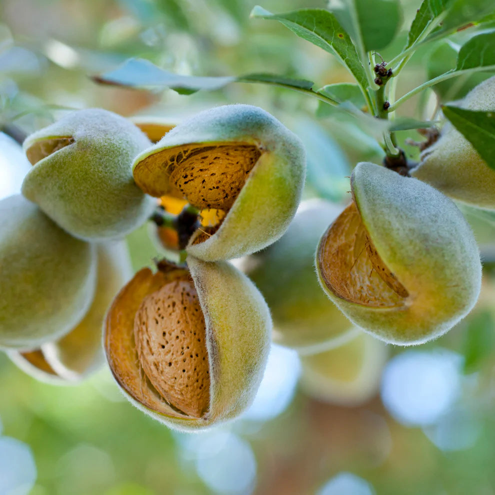 Amandier - Prunus Amygdalus