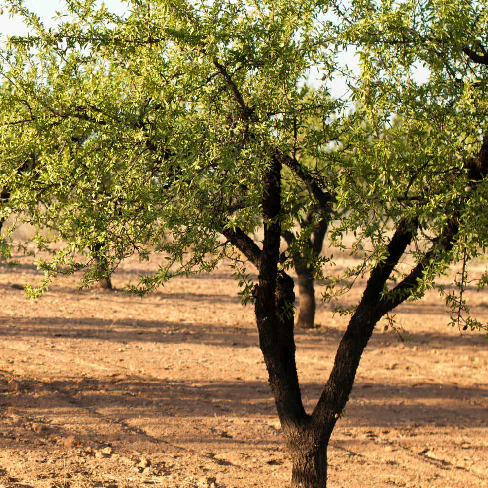 Amandier - Prunus Amygdalus