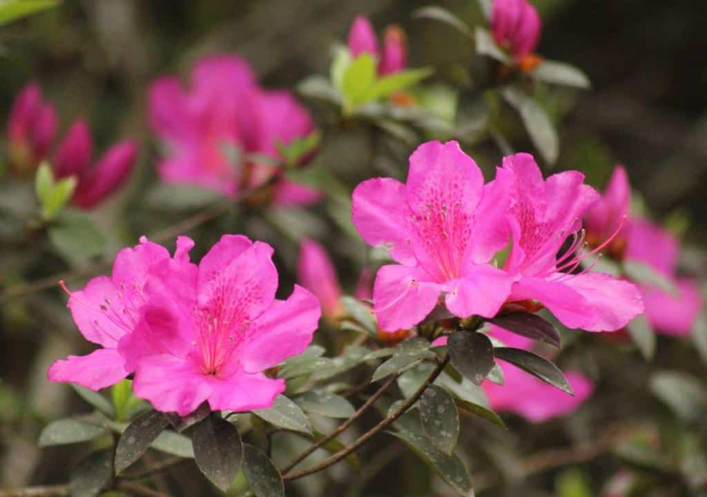 Azalée Japonaise - Azaléa Japonica