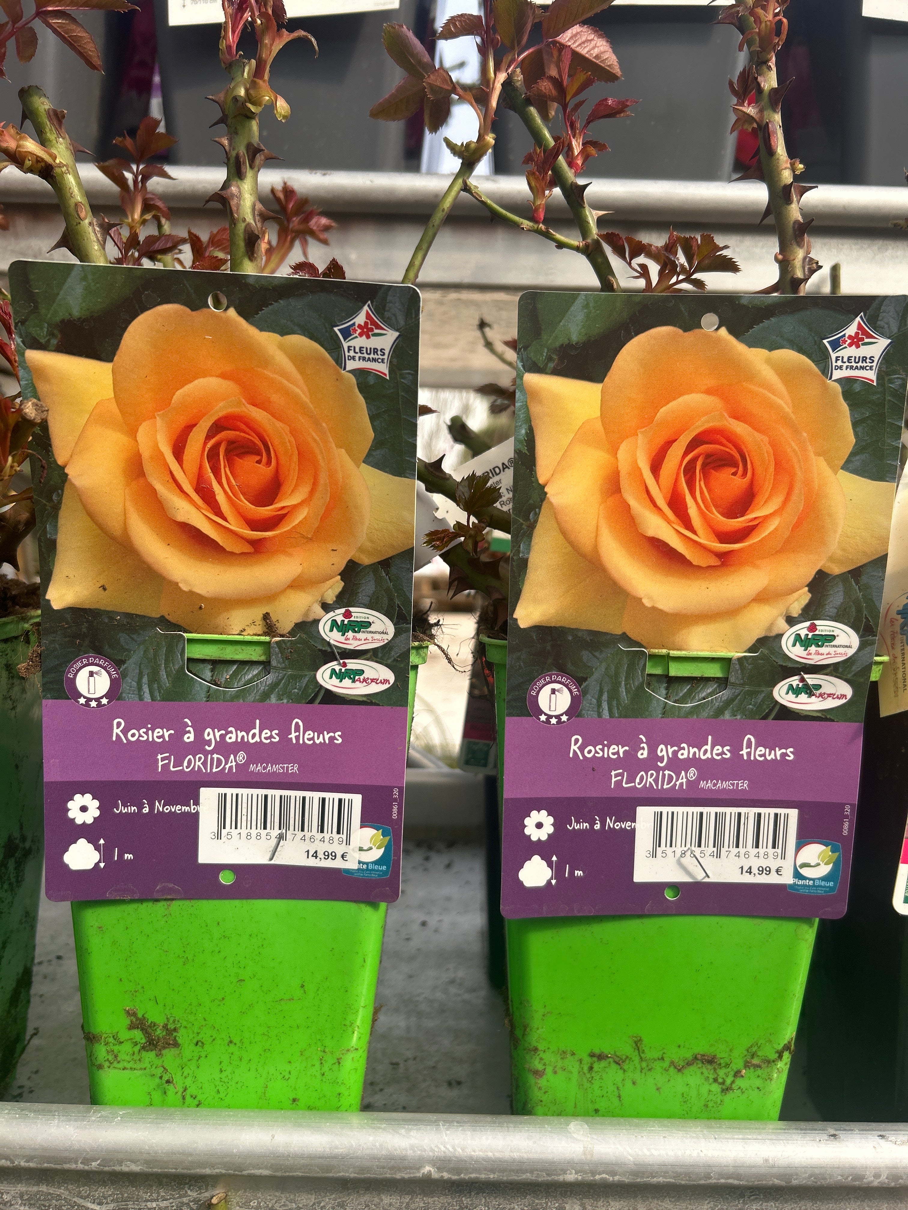 Rosier Florida Orange Cuivré