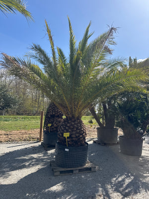 SUJET 75 CM DE TRONC - HAUTEUR 300/400CM