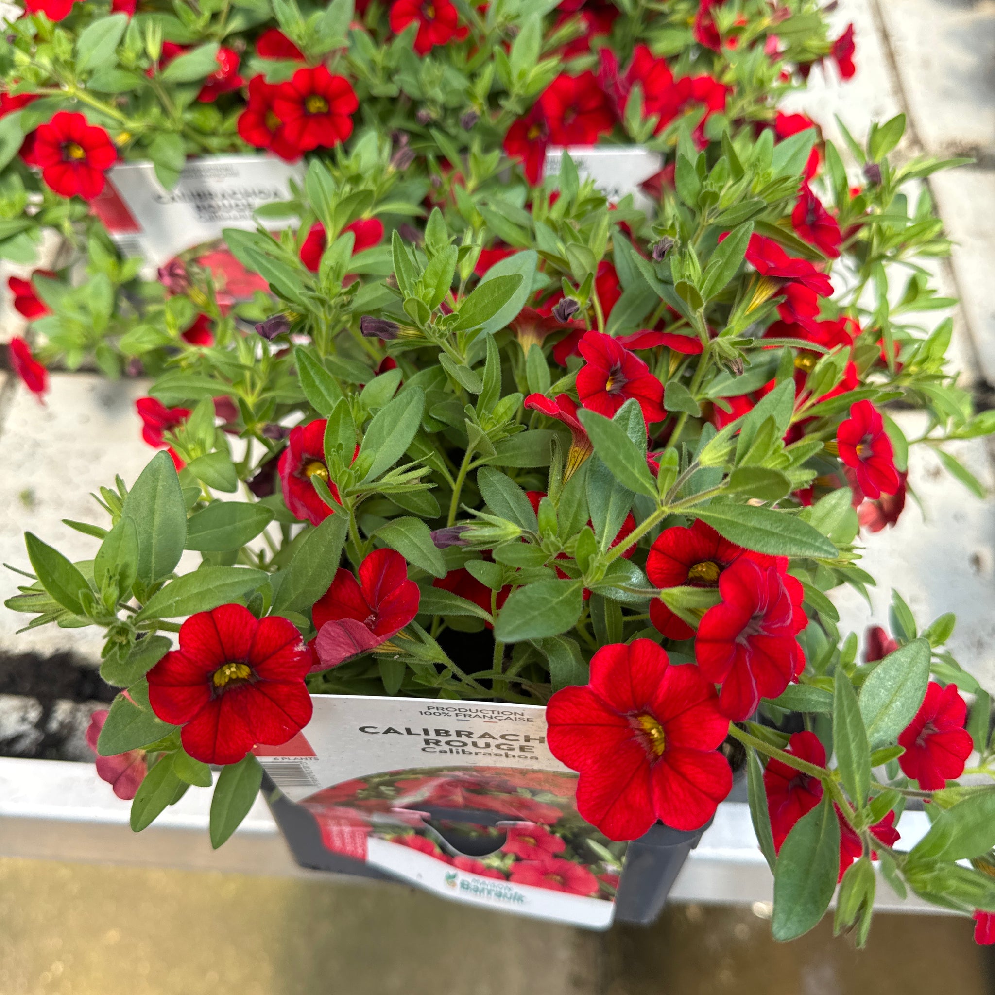 Surfinia Million Bells Rouge
