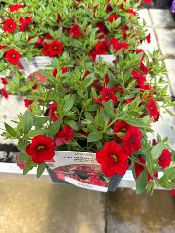 Surfinia Million Bells Rouge
