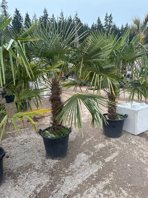 1 TRONC / POT 65L - HAUTEUR 150/200CM - TRONC 90/100CM