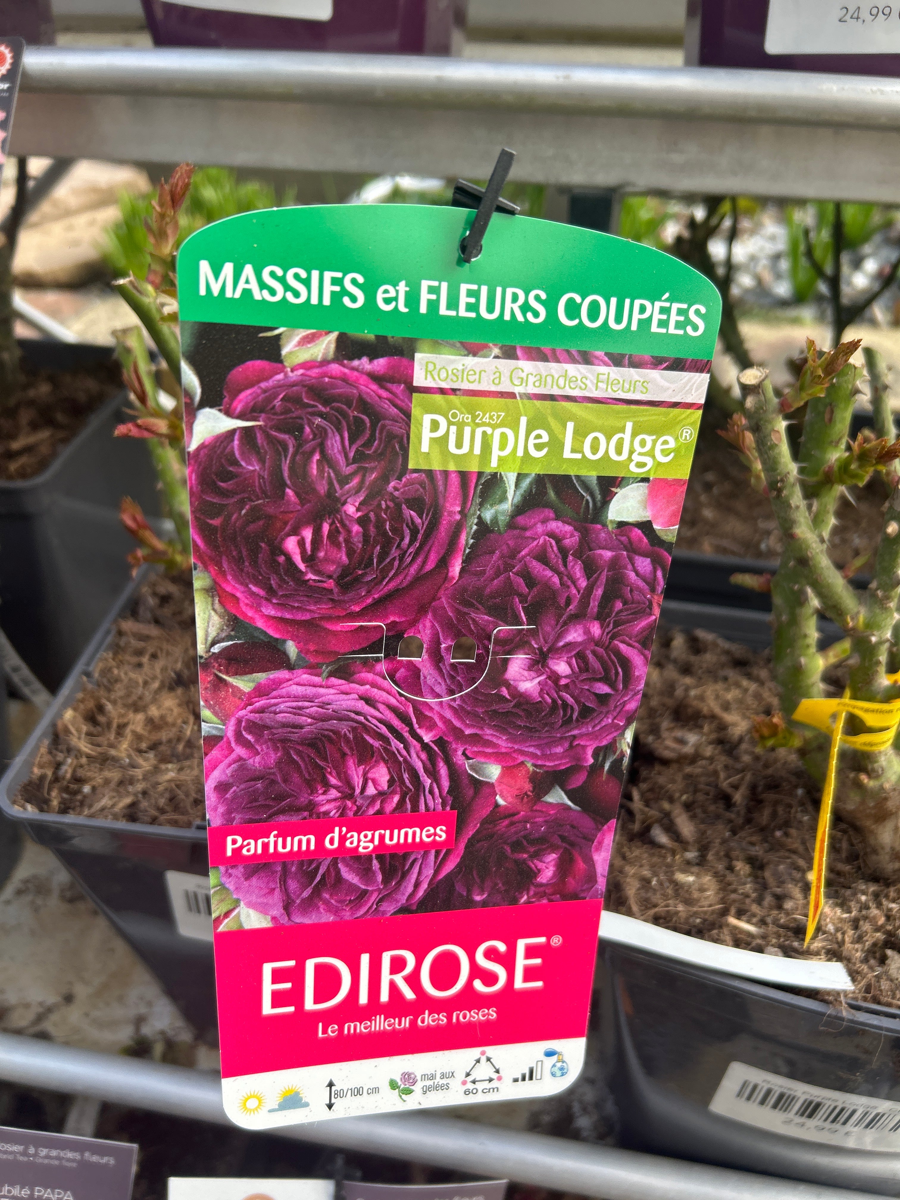 Rosier Purple Lodge