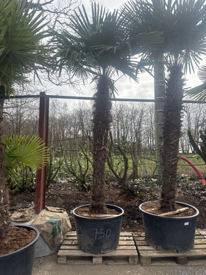 1 TRONC / HAUTEUR 300/350CM - TRONC 200/220CM