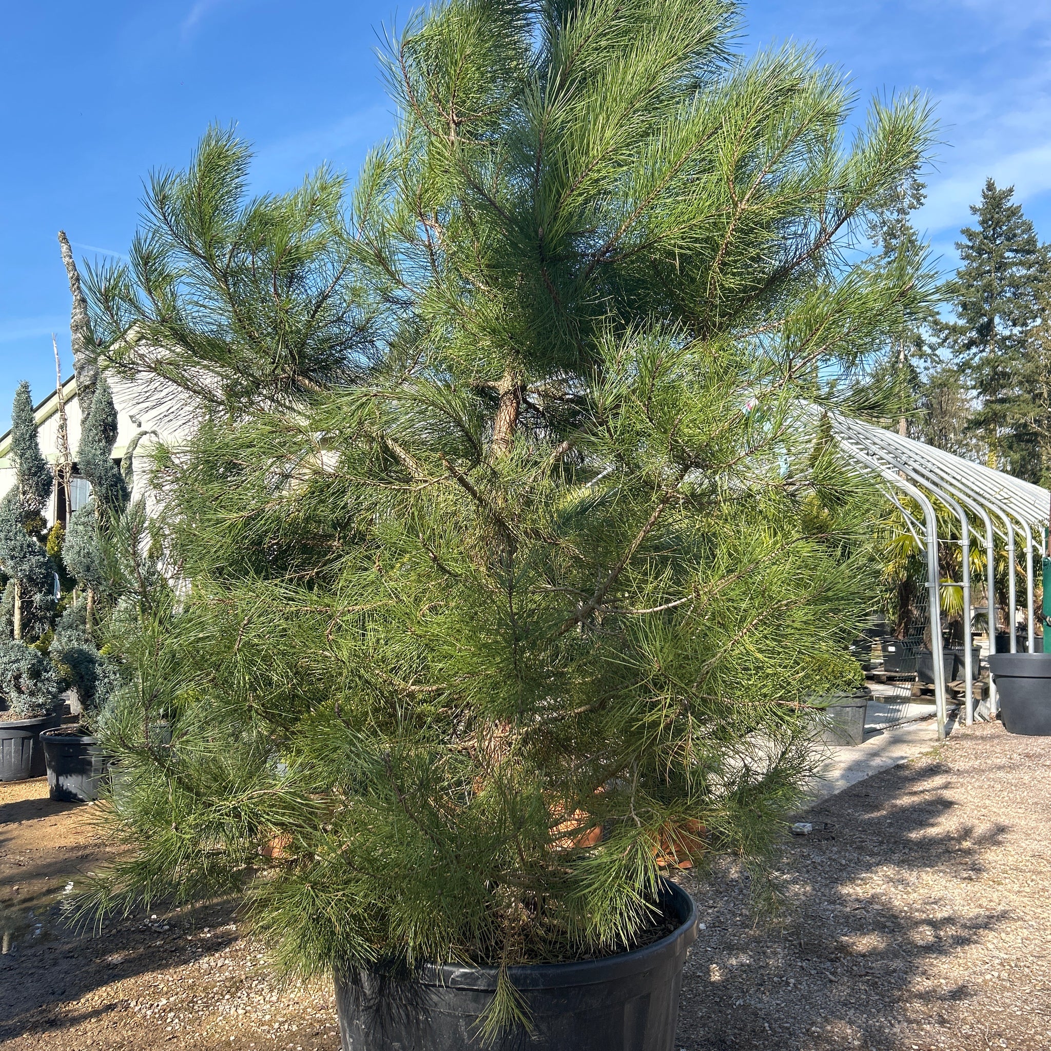 Pin maritime - Pinus Pinaster