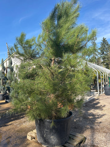 Pin maritime - Pinus Pinaster
