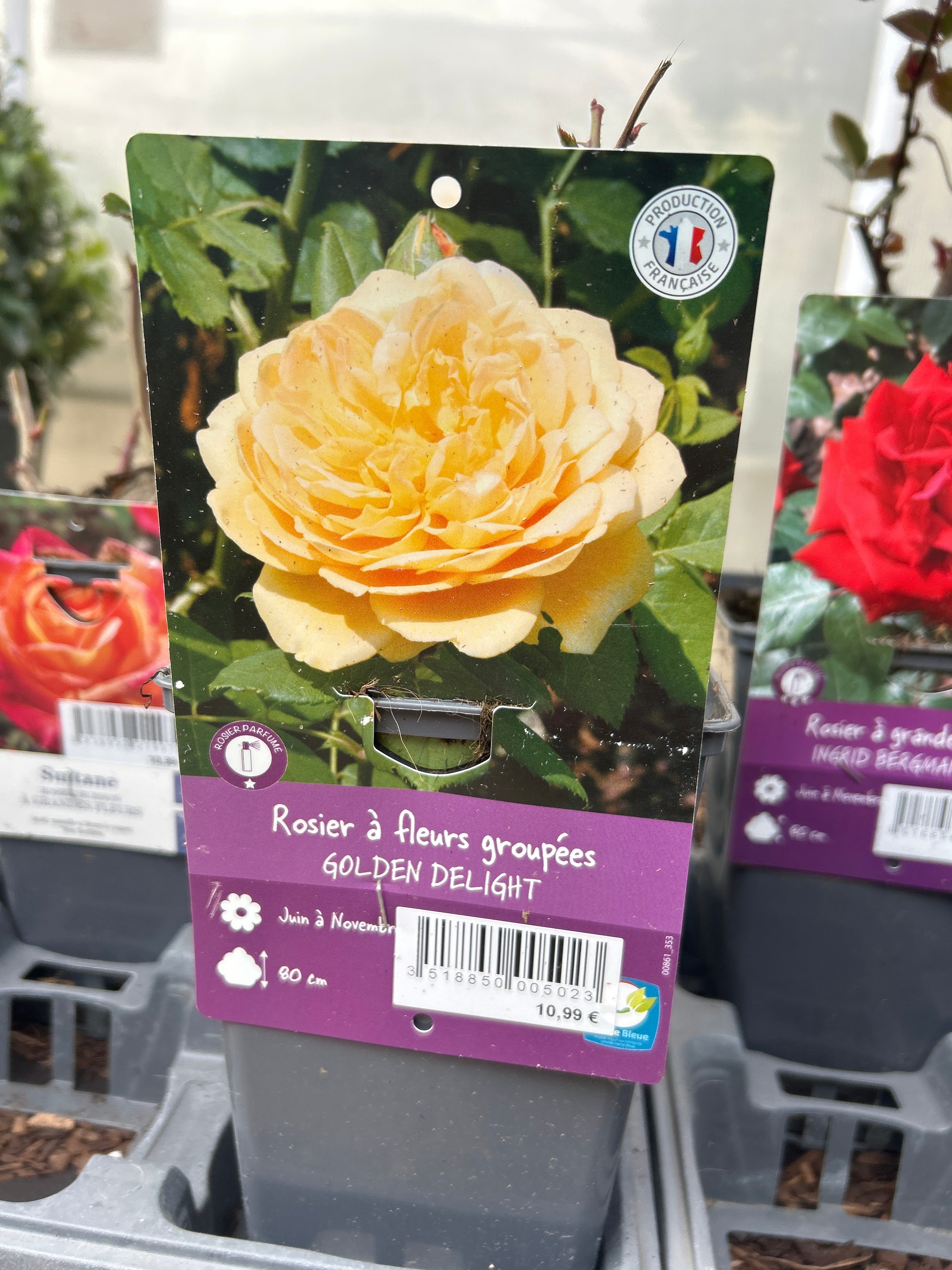 Rosier Golden Delight