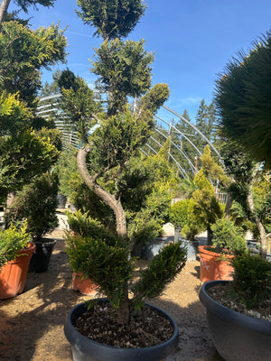 Bonsai.Tronc S / COUPE 50L / H.140-160