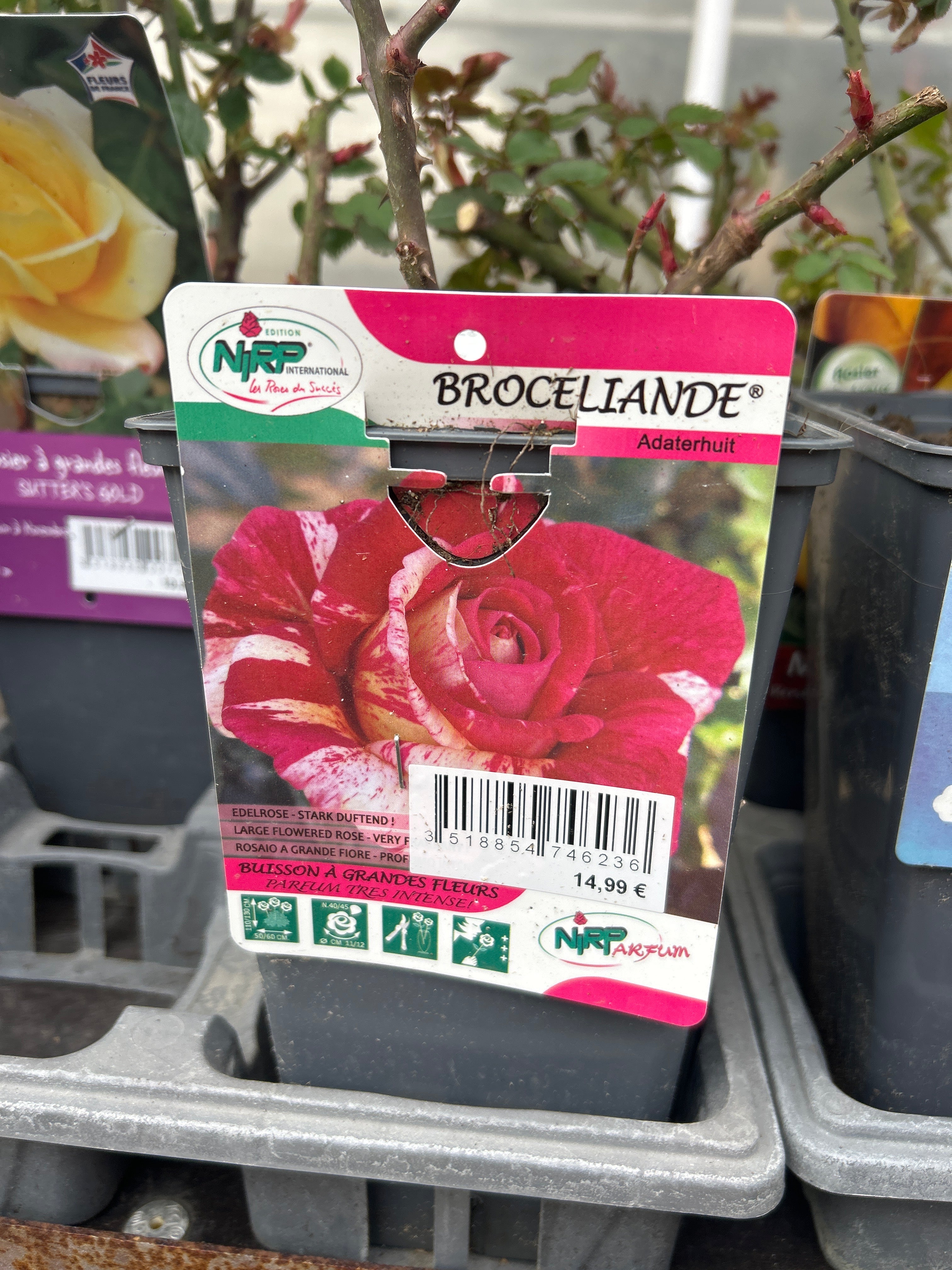 Rosier Brocéliande
