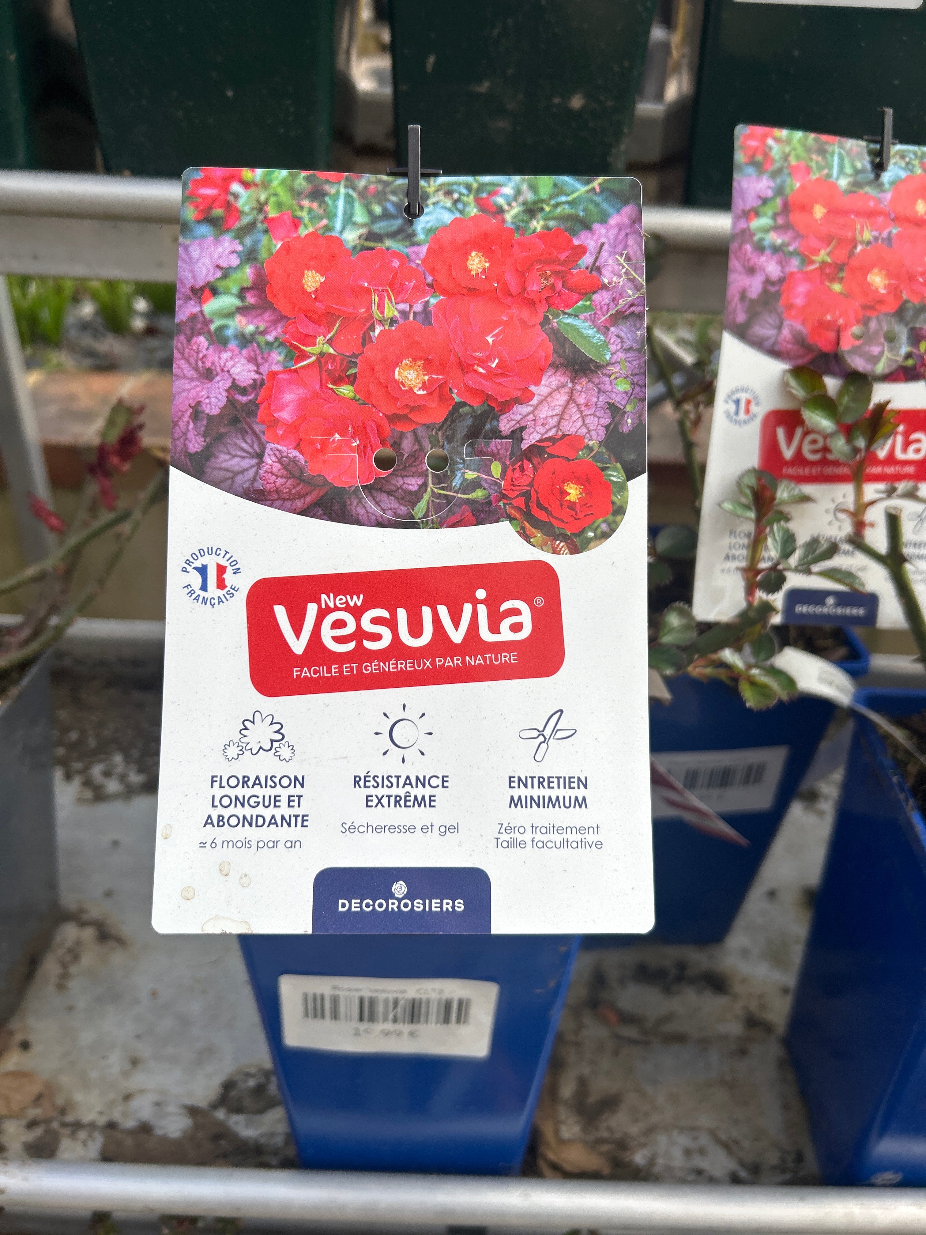 Rosier Vesuvia