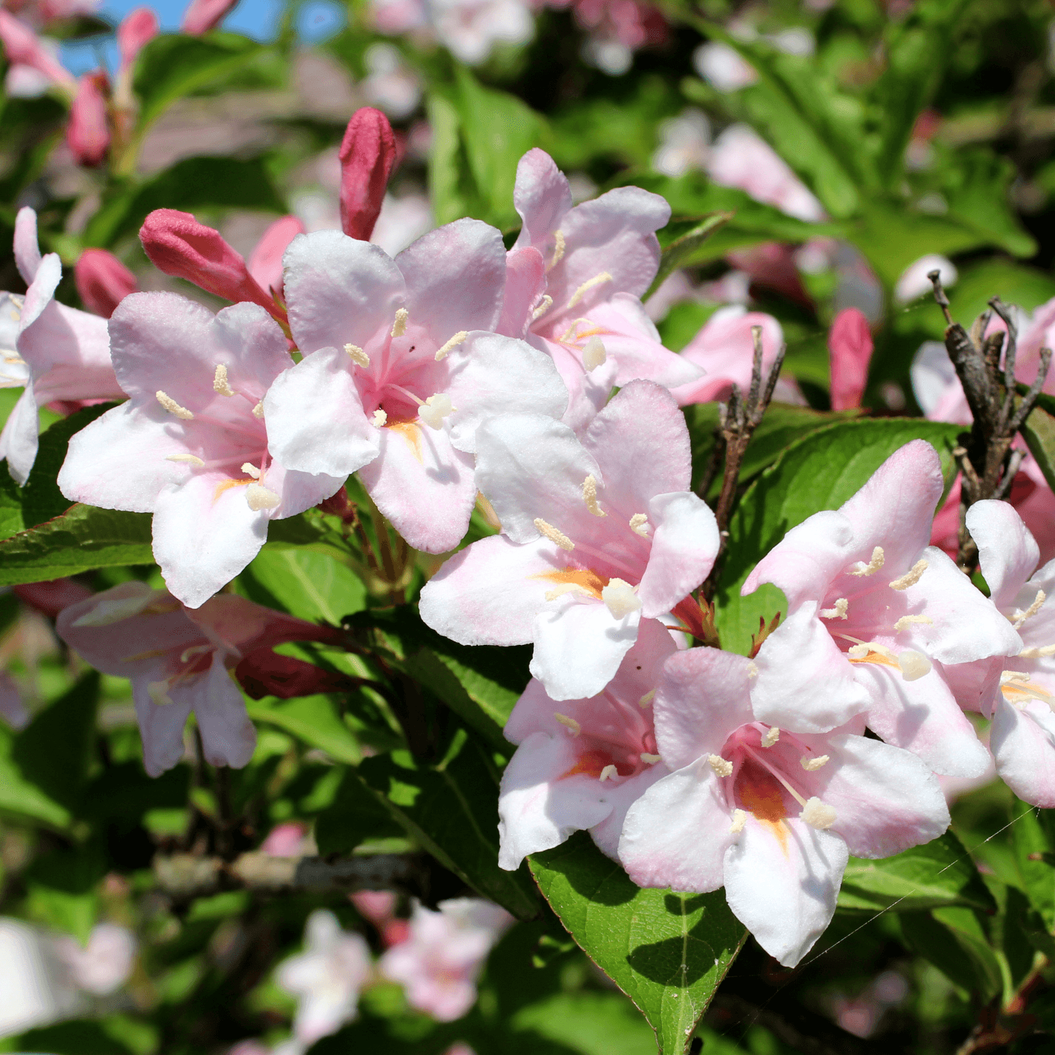 Weigela 'Rosea' - Weigela 'Rosea' - FLEURANDIE