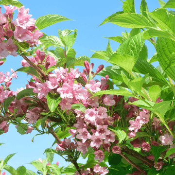 Weigela 'Rosea' - Weigela 'Rosea'