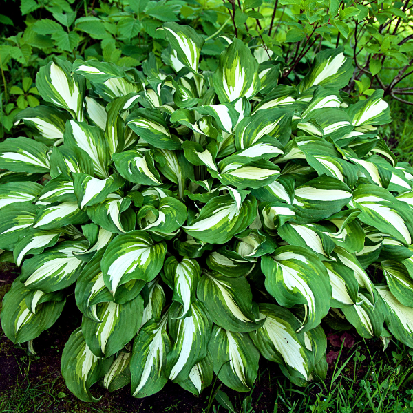 Hosta - Hosta