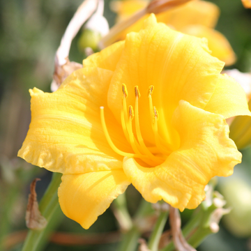 Lis d'un jour, Hémérocalle 'Stella De Oro' -  Hemerocallis 'Stella De Oro'