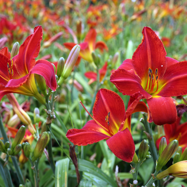 Lis d'un jour, Hémérocalle 'Stella In Red' -  Hemerocallis 'Stella In Red'