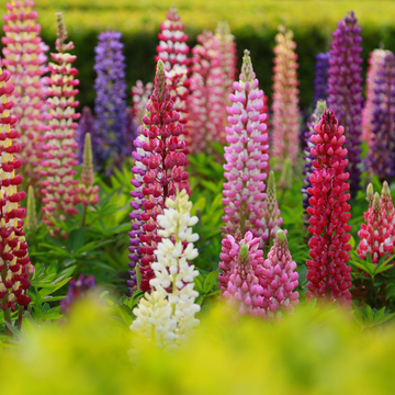 Lupin 'Mix' - Lupinus 'Mix'