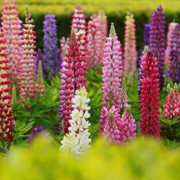 Lupin varié