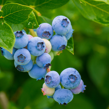 Myrtille d'Amérique 'Blue Jay' -  Vaccinium corymbosum 'Blue Jay'