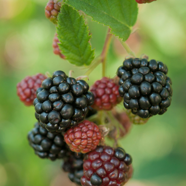 Mûre sans épines Thornfree - Rubus fruticosus Thornfree