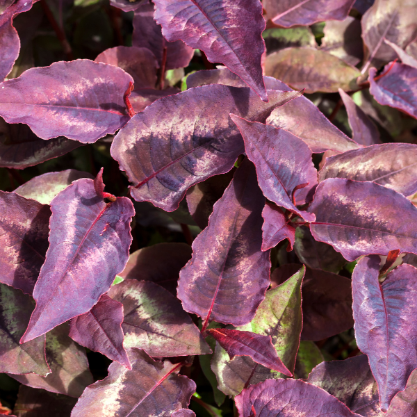 Persicaire, Renouée 'Red Dragon'- Persicaria microcephala 'Red Dragon'