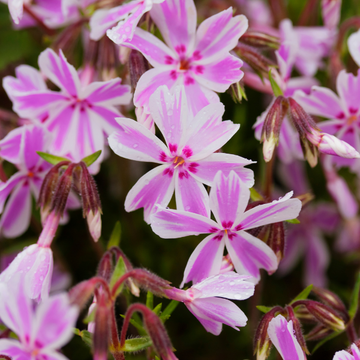 Phlox mousse 'Candy Stripes' - Phlox subulata 'Candy Stripes'