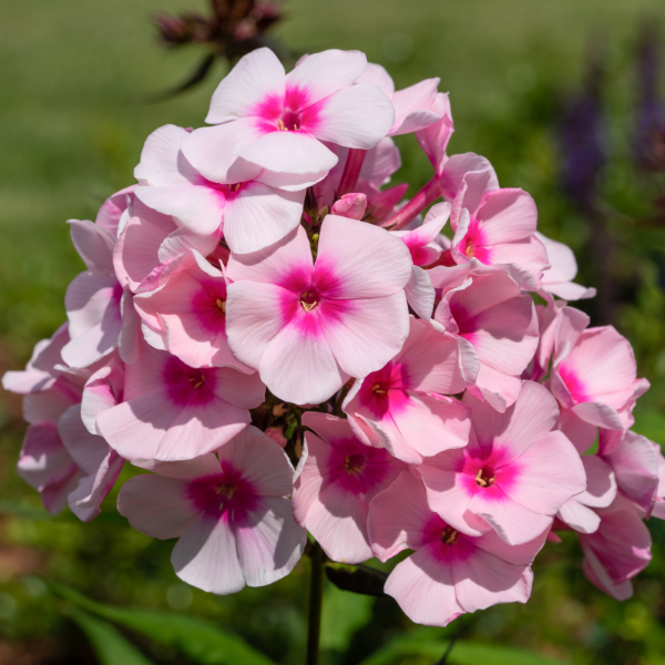 Phlox Paniculata Early Pink Candy - Phlox Paniculata Early Pink Candy