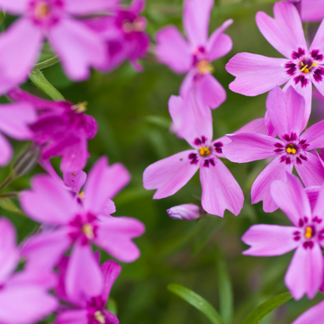 Phlox Subulata Spring Dark Rose' -  Phlox subulata Spring Dark Pink