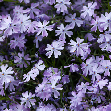 Phlox Subulata Spring Lilac -   Phlox Subulata Spring Lilac