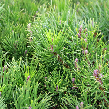 Pin de montagne 'Pumilio' - Pinus mugo 'Pumilio'