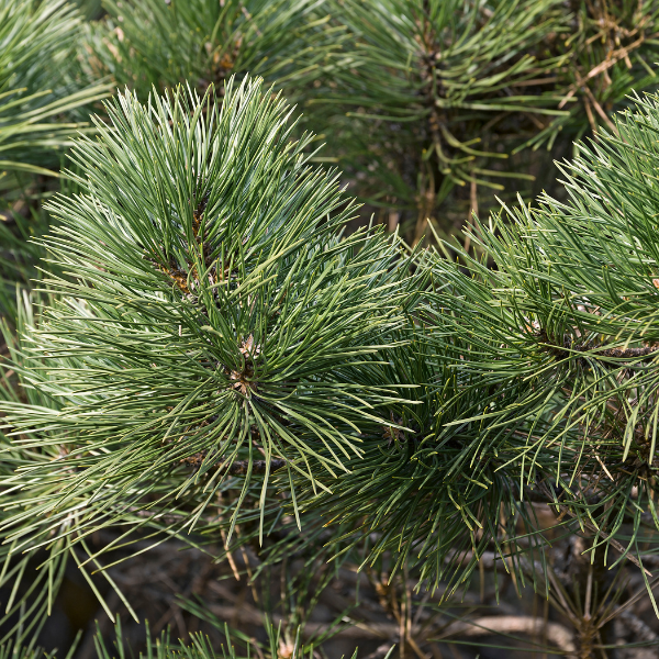 Pin noir d'Autriche - Pinus nigra