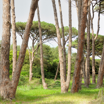 Pin Parasol - Pinus Pinea