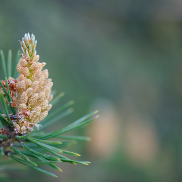 Pin sylvestre - Pinus sylvestris