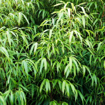 Bambou non traçant 'Robusta Campbell' - Fargesia Robusta Campbell