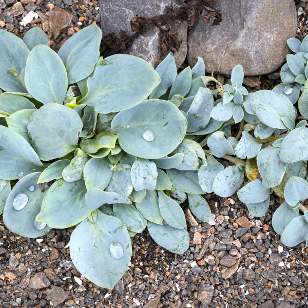 Plante à huître -  Mertensia maritima