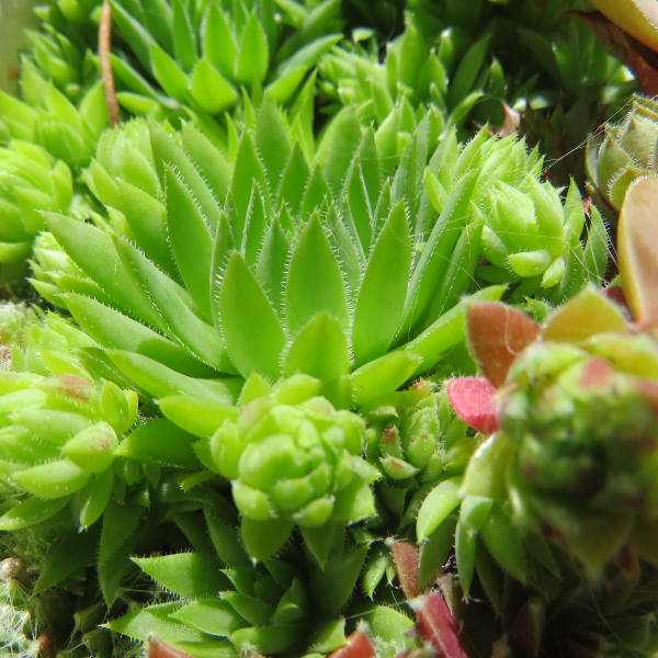 Sempervivum - Sempervivum