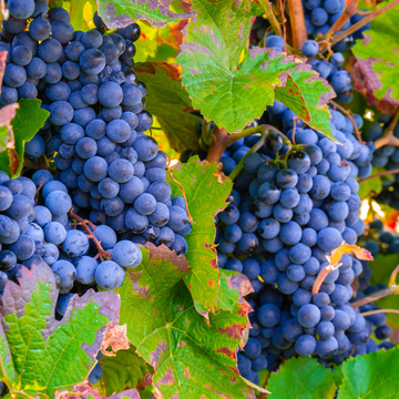 Vigne 'Cardinal' - Vitis vinifera 'Cardinal'