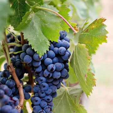 Vigne 'Isabelle' - Vitis vinifera 'Isabelle'