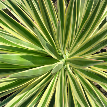 Yucca flaccida 'Golden Sword' - Yucca flaccida 'Golden Sword'