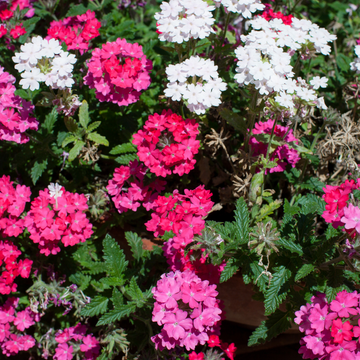 Verveine de Semis - Verbena bonariensis