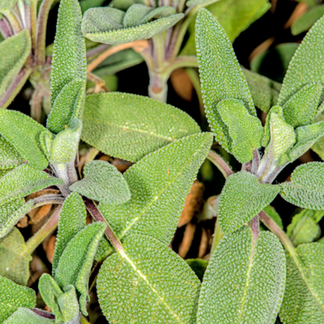 Sauge officinale - Salvia officinalis