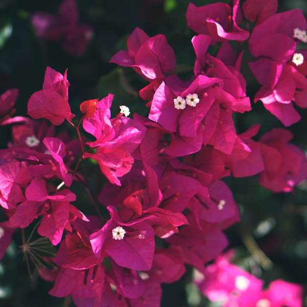 Bougainvillier