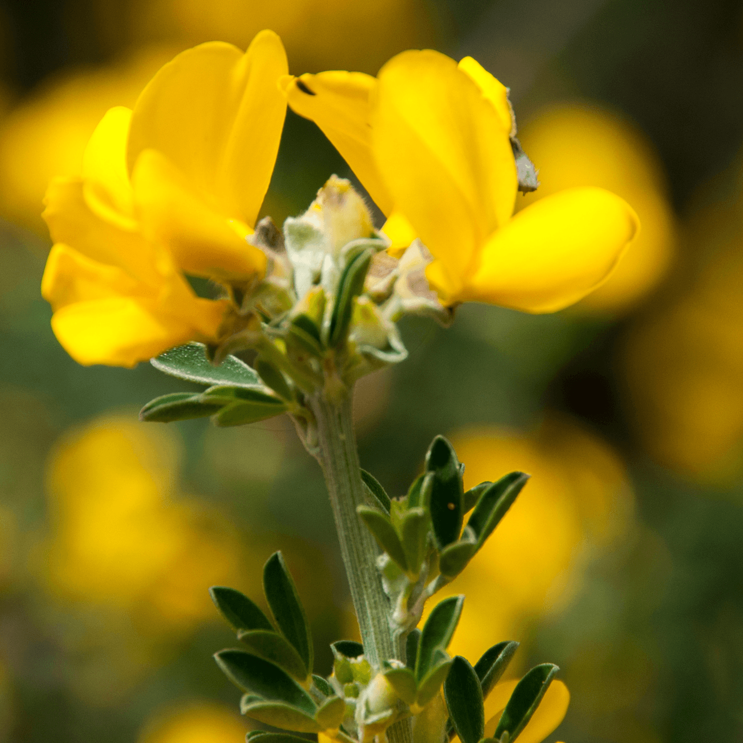 Genêt de Tenerife - Cytisus racemosus Phebus - FLEURANDIE