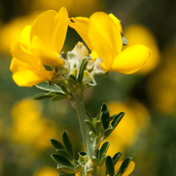 Genêt de Tenerife - Cytisus racemosus Phebus